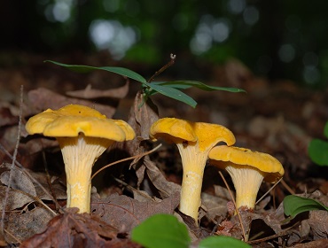 golden chanterelle mushroom